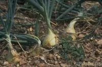 Зберігання ріпчастої цибулі