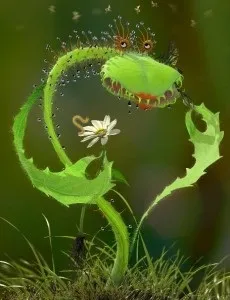 Хижі (комахоїдні) рослини, nature plants - природа і рослини