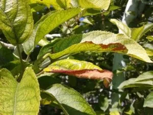 Хлороз яблуні, лікування та приклади листя на фото (яблуні) Хлороз яблуні, лікування та приклади листя на фото