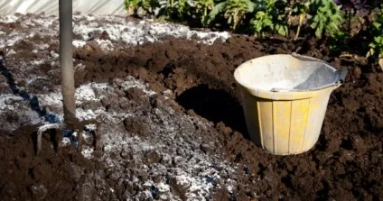 Хлороз яблуні, лікування та приклади листя на фото (листя) Хлороз яблуні, лікування та приклади листя на фото