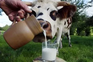 Friss tej, annak előnyeit az emberi test