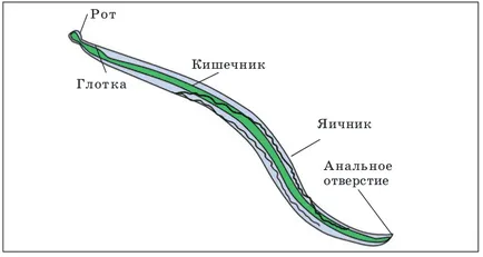 Паразит конски косми червей, отколкото опасно за хората