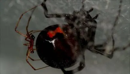 Spider văduva neagră - descriere și fotografii