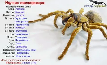 tarantula pók általános információk