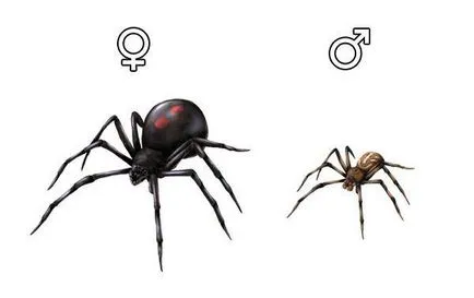Spider fekete özvegy - leírás és képek
