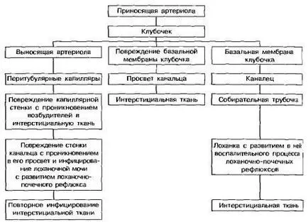 Patogenézisében pyelonephritis