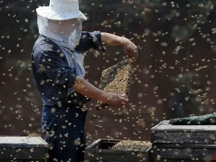 Пчеларство - това е - любимо хоби или сериозно упорита работа, най-добре мед