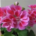 Pelargonium magról tenyésztési szabályok, és az első csákány, videók és fotók