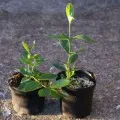 Pelargonium magról tenyésztési szabályok, és az első csákány, videók és fotók