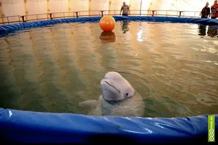 Mobile Hungary delfinek - fontos tudni dolphinariums és delfin