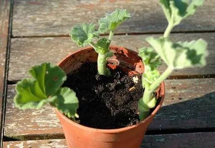 Pelargonium magról tenyésztési szabályok, és az első csákány, videók és fotók