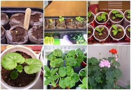 Pelargonium magról tenyésztési szabályok, és az első csákány, videók és fotók