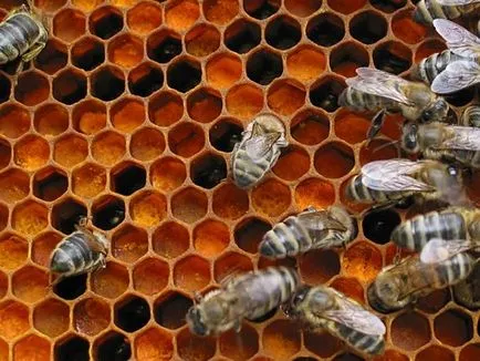 Bee pollen előnyös tulajdonságait, hogy hogyan lehet, fotó