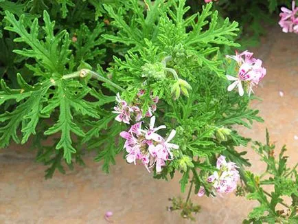 Pelargonium аромат - снимки, как да изглежда, видео