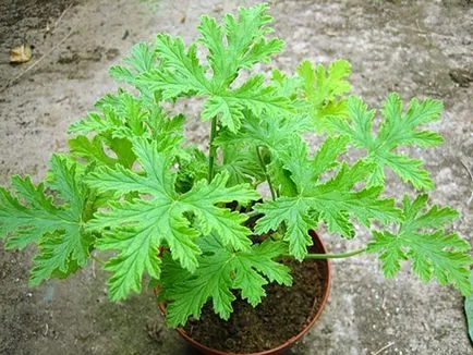 Pelargonium аромат - снимки, как да изглежда, видео