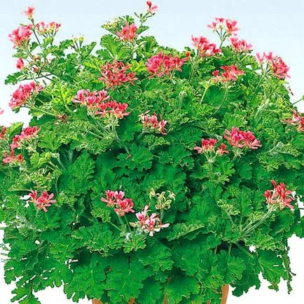 Pelargonium parfumate - fotografii, cum să se uite, video