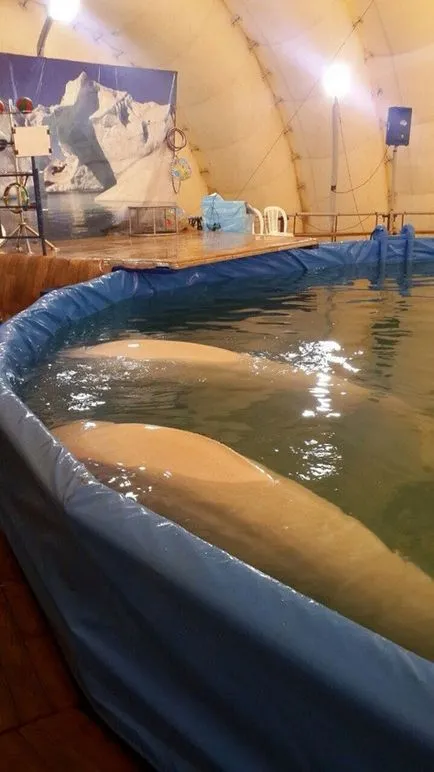 Mobile Hungary delfinek - fontos tudni dolphinariums és delfin