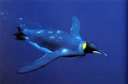 Penguin - символиката, значението, песни и стихотворения за пингвини