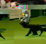 Kennel pembork Corgi galez - Crufts 2011 - sunt impresiile mele despre expoziție