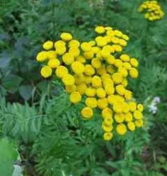 Tansy tansy kezelése és annak tulajdonságait gyógynövények