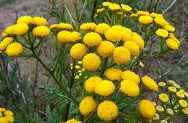 Tansy tansy kezelése és annak tulajdonságait gyógynövények