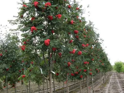 Pepiniera arbore ornamental și arbuști rasteny