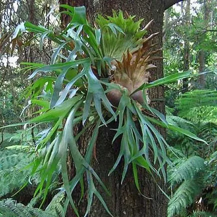 Platycerium - îngrijirea și propagarea plantelor la domiciliu