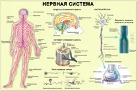 етанол плътност 70 и 95%