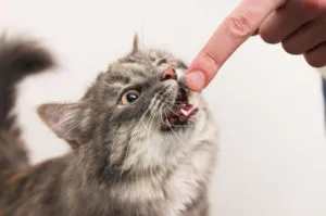 Miért macska harap, amikor a kisállat, és hogyan elválasztott gyerek