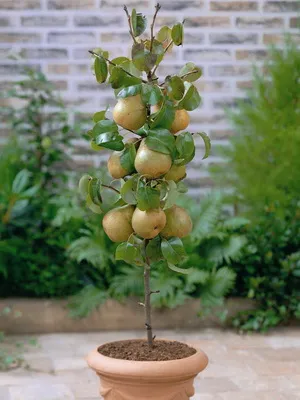 Fructe fotografii copac pere, descriere, plantare și îngrijire, precum și cele mai bune soiuri de tipuri