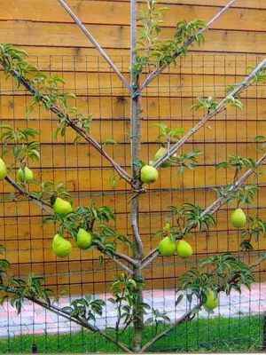 Gyümölcsfa Körte fotó, leírás, ültetés és gondozás, valamint a legjobb fajták fajta