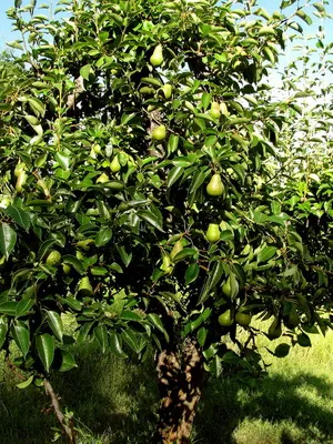 Fructe fotografii copac pere, descriere, plantare și îngrijire, precum și cele mai bune soiuri de tipuri