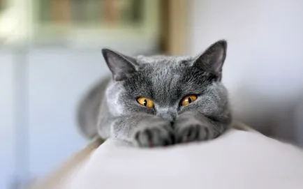 Miért macskák és macskák jelölés egy takarót, mit tapos egy cica takaró forepaws