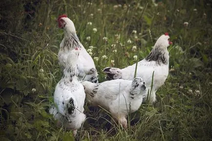 Miért csirkék tépni ki egymás tollak és Peck a vért, amelyek nem pontozott a régi