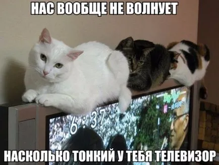 Защо котки, наречени Коте