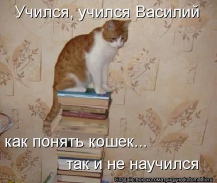 Защо котки, наречени Коте