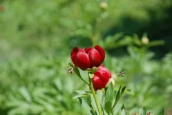 Чому не цвітуть півонії (півонії) Чому не цвітуть піони