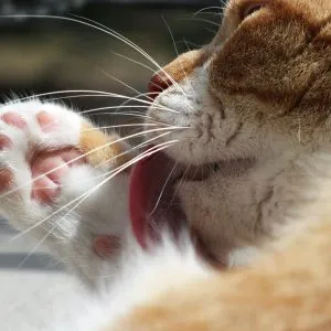 Miért macskák nyáladzó száját, okai