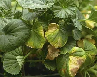 De ce frunze rândul său, Pelargonium regal galben - houseplants