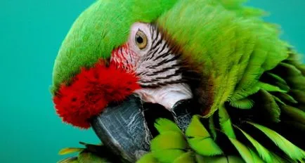 De ce papagal în mod constant senzația de mâncărime - în lumea animală