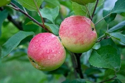 Miért levelek sárgulnak körte és almafák nyáron az oka