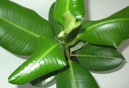 Защо усукани листа от стайни растения - в света на стайни растения