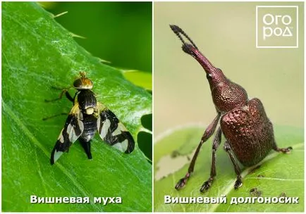 Чому обсипаються зав'язі і плоди на яблуні, сливі, вишні та інших деревах, в саду ()