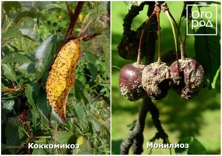 Чому обсипаються зав'язі і плоди на яблуні, сливі, вишні та інших деревах, в саду ()