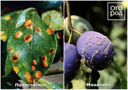 Чому обсипаються зав'язі і плоди на яблуні, сливі, вишні та інших деревах, в саду ()