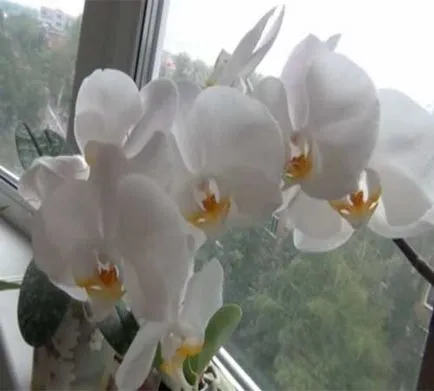 Miért nem virágzik az orchideák és hogyan lehet az orchidea virágzás