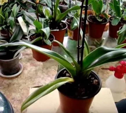 Miért nem virágzik az orchideák és hogyan lehet az orchidea virágzás