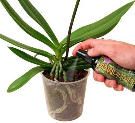 Защо не цъфти орхидеи и как да се направи орхидея цъфти