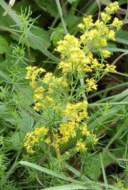 Galium Verum снимки, полезни свойства, лечението