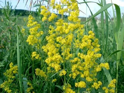 Galium verum - plante medicinale - Forum pentru femei